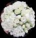 Beautiful in White, Hydrangea, Peonies  & Roses